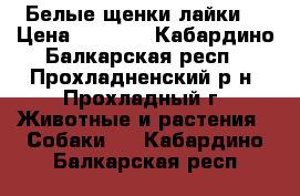 Белые щенки лайки. › Цена ­ 5 000 - Кабардино-Балкарская респ., Прохладненский р-н, Прохладный г. Животные и растения » Собаки   . Кабардино-Балкарская респ.
